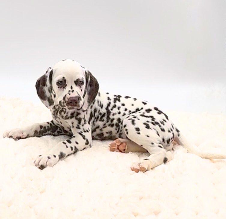 [#2550-04]  - White / Liver Brown F Dalmatian Puppies For Sale