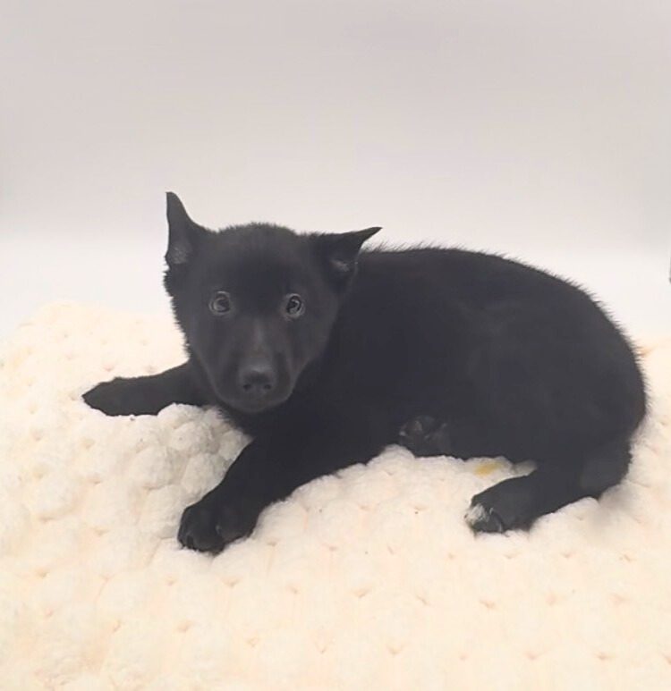 [#2549-02]  - Black F German Shepherd Dog Puppies For Sale