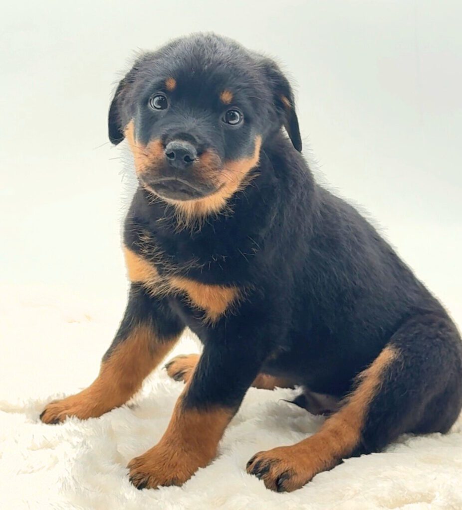 [#25109-02]  - M Rottweiler Puppies For Sale
