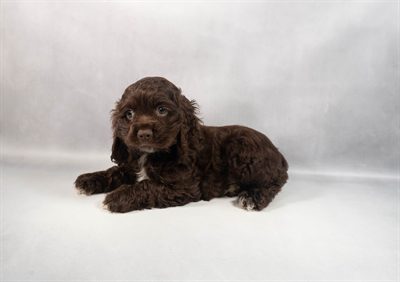 [#M13231]  - Brown M Cocker Spaniel Puppies For Sale
