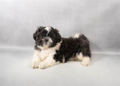 [#M13628]  - Blue and White F Shih Tzu Puppies For Sale