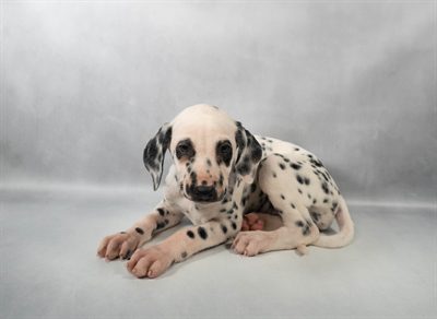 [#M13898]  - White and Black F Dalmatian Puppies For Sale