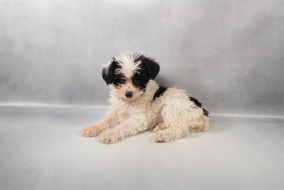 [#M13910]  - Black and White F Yorkiepoo Puppies For Sale