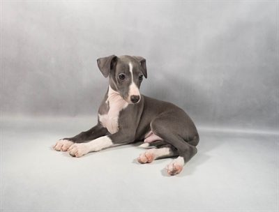 [#M14026]  - Blue M Italian Greyhound Puppies For Sale