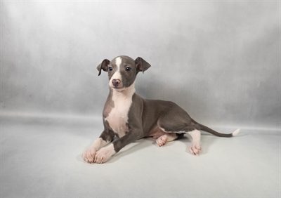 [#M14040]  - Blue M Italian Greyhound Puppies For Sale