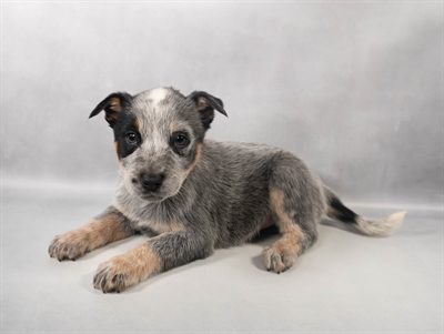 [#M14310]  - Blue Mottled F Australian Cattle Dog Puppies For Sale