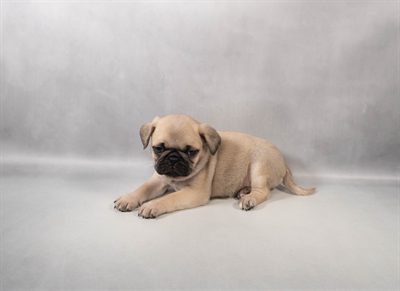 [#M14831]  - Fawn M Pug Puppies For Sale