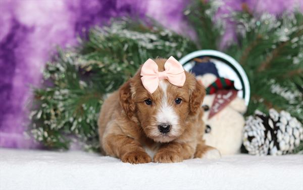 [#25236-09]  - Red / White F Goldendoodle Mini F1b Puppies For Sale