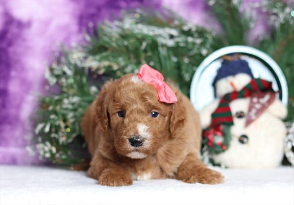 [#25236-10]  - Red / White F Goldendoodle Mini F1b Puppies For Sale