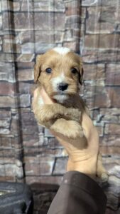[#2572-01]  - Ruby M Cavapoo Puppies For Sale