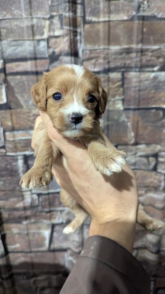 [#2572-07]  - Ruby F Cavapoo Puppies For Sale