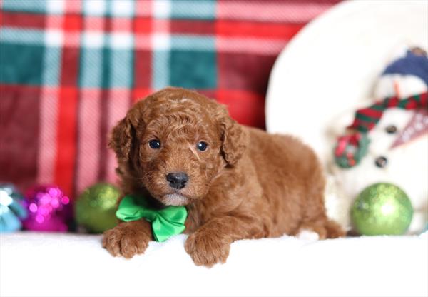 [#25237-05]  - Red / White M Goldendoodle Mini Puppies For Sale