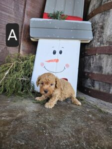 [#25874-01]  - Apricot M Poodle Mini Puppies For Sale