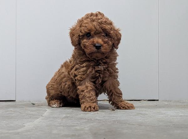[#2561-02]  - F Poodle Puppies For Sale