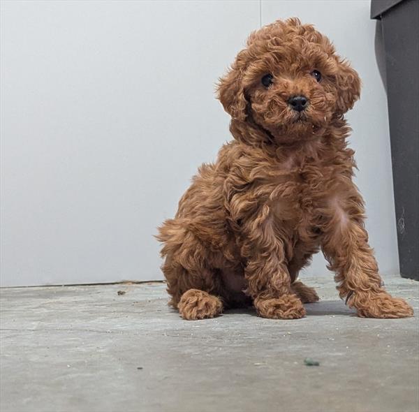 [#2561-03]  - F Poodle Puppies For Sale