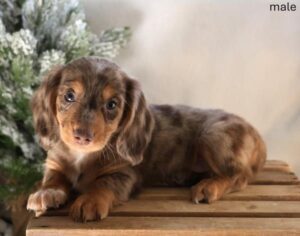 [#266-01]  - Chocolate / Tan M Dachshund Puppies For Sale