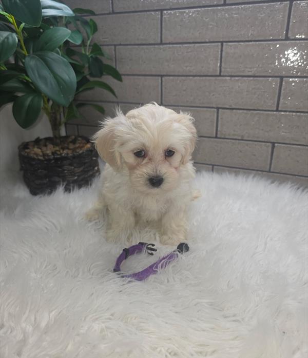 [#269-03]  - Cream F Maltipoo Puppies For Sale