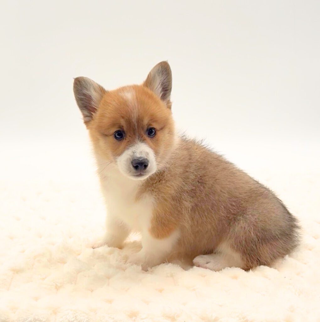 [#25889-01]  - Sable / White M Pembroke Welsh Corgi Puppies For Sale
