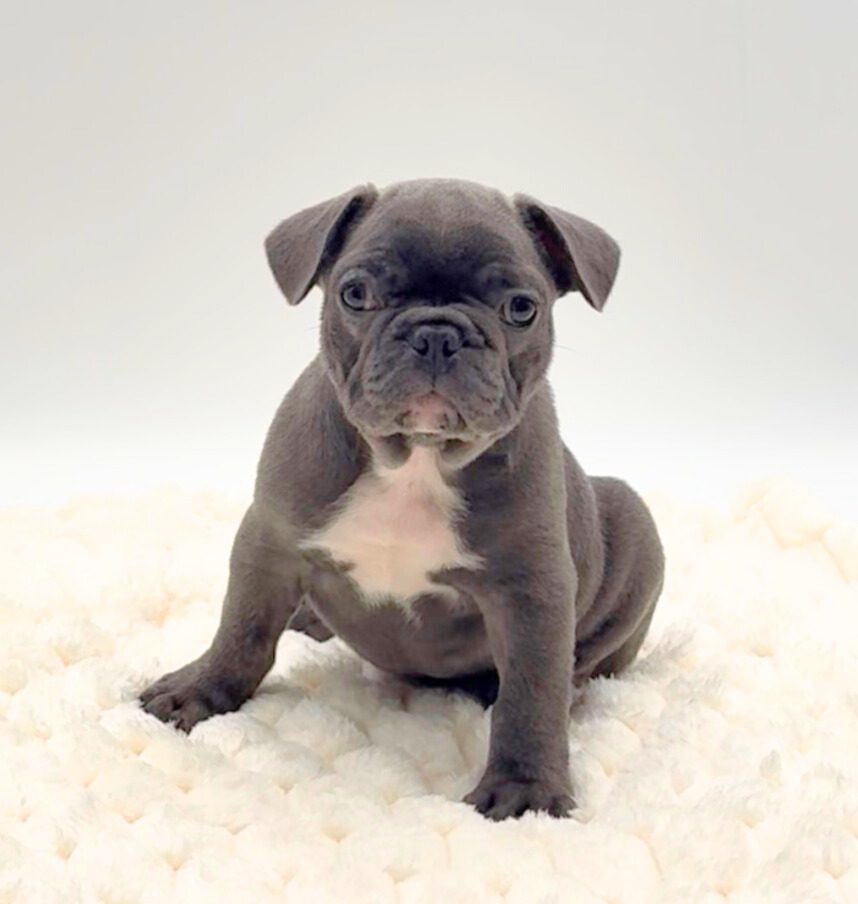 [#25861-02]  - Blue M French Bulldog Puppies For Sale