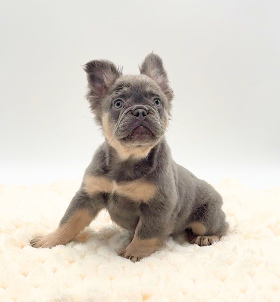 [#25862-03]  - Blue F French Bulldog Puppies For Sale