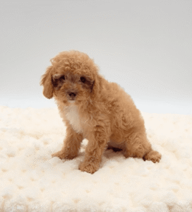 [#25175-04]  - Red F Cavapoo Puppies For Sale