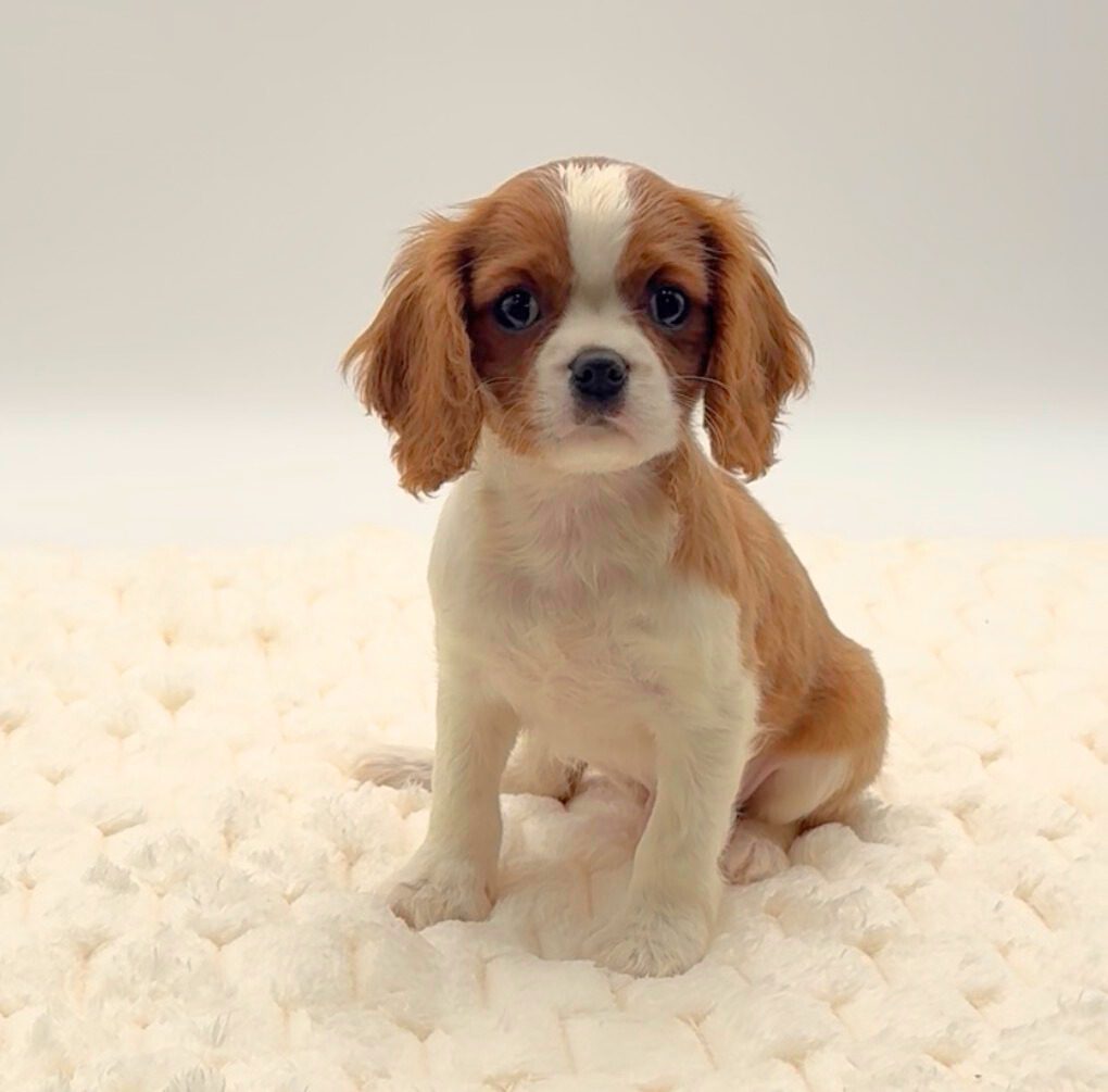 [#M14913]  - Blenheim M Cavalier King Charles Spaniel Puppies For Sale