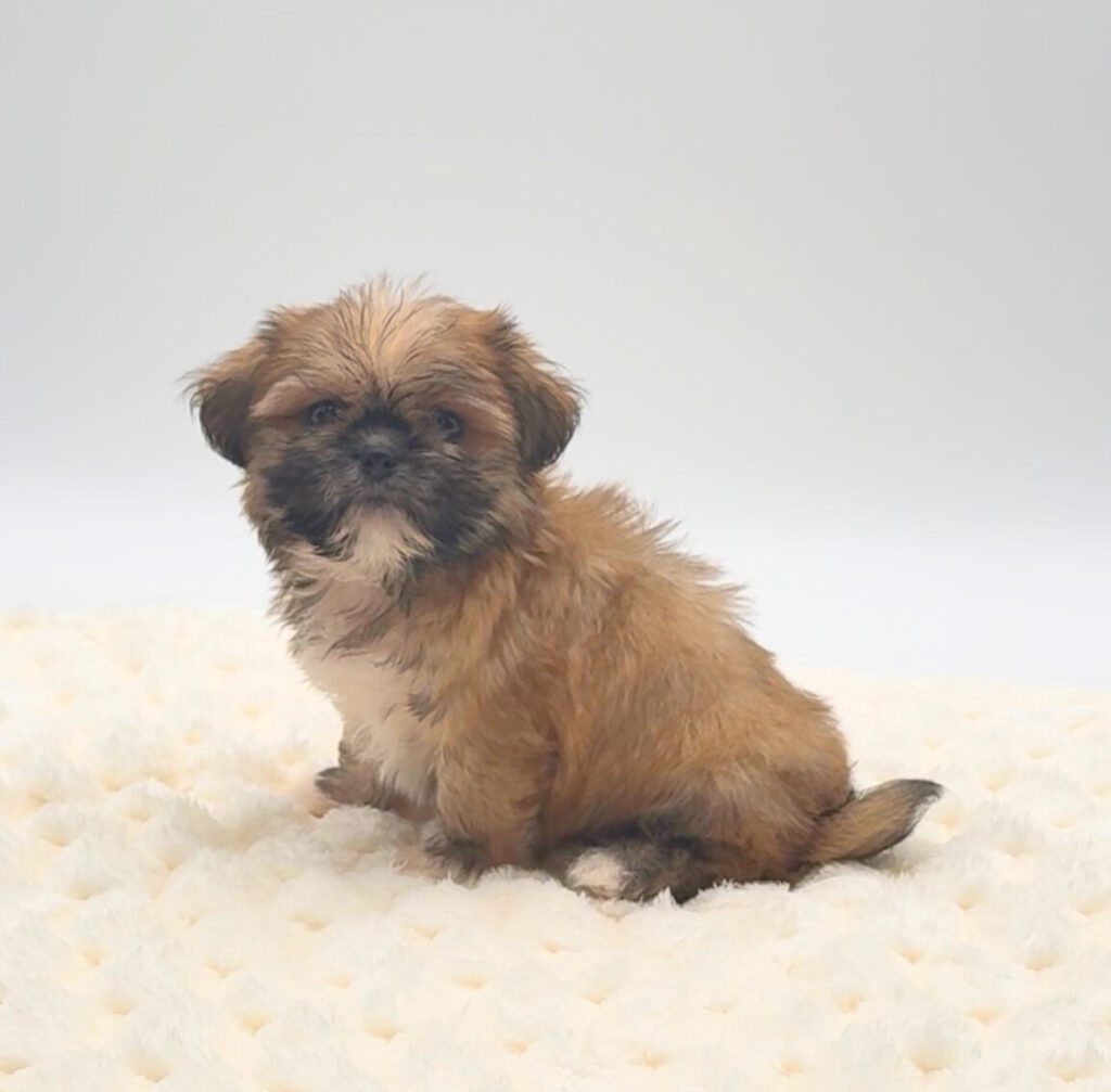 [#25899-02]  - Sable M Shih Tzu Puppies For Sale