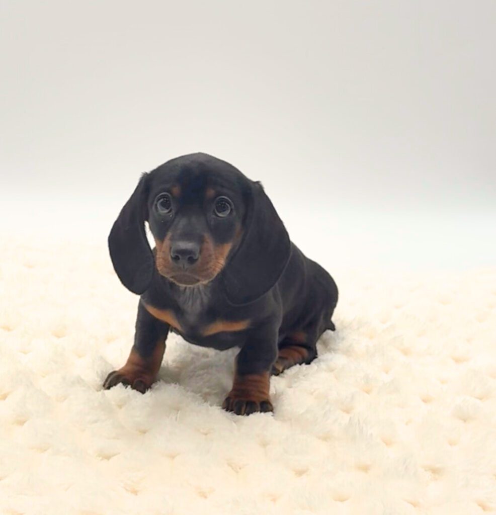[#25842-04]  - Black / Tan F Dachshund Puppies For Sale