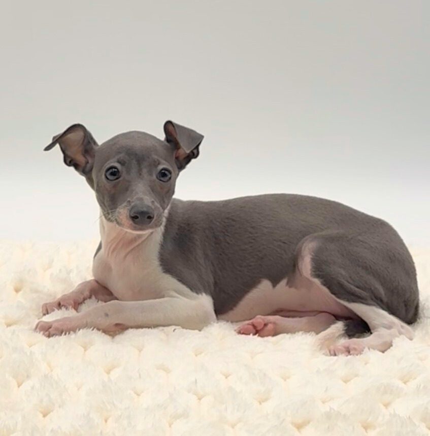 [#M14714]  - Blue F Italian Greyhound Puppies For Sale