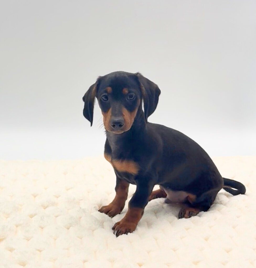[#25867-02]  - Black / Tan M Dachshund Puppies For Sale