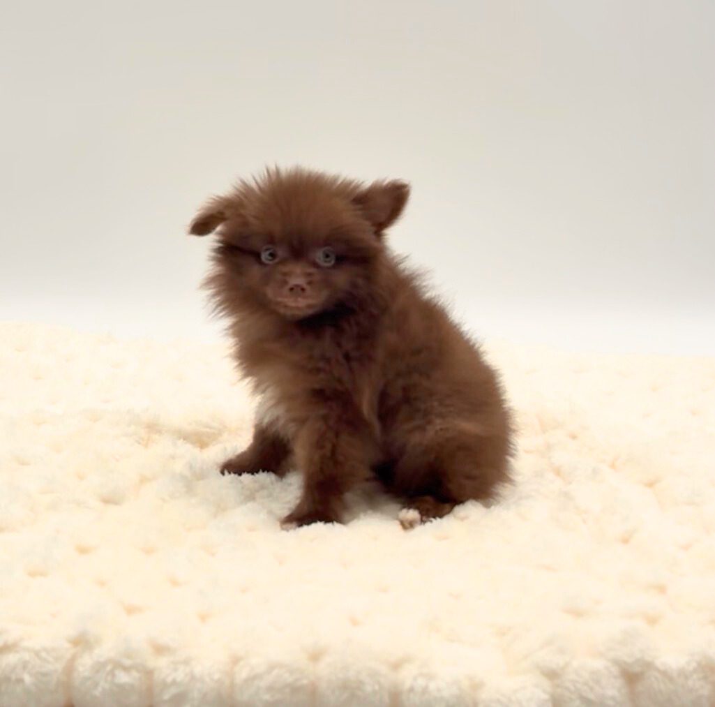 [#25868-01]  - Chocolate M Pomeranian Puppies For Sale