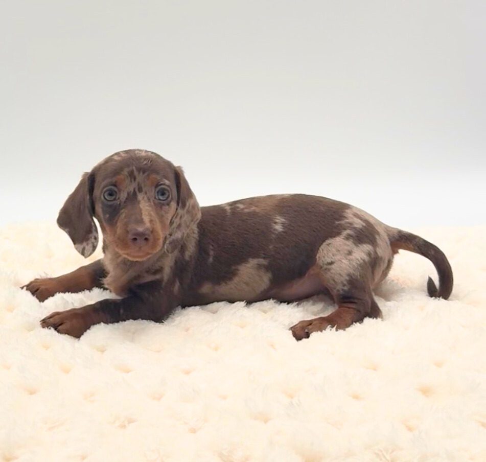 [#25908-01]  - Chocolate / Tan F Dachshund Puppies For Sale
