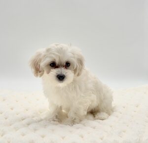 [#269-03]  - Cream F Maltipoo Puppies For Sale