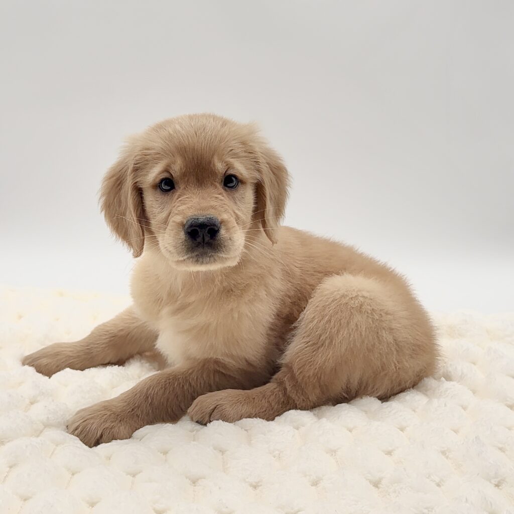 [#2599-02]  - F Golden Retriever Puppies For Sale