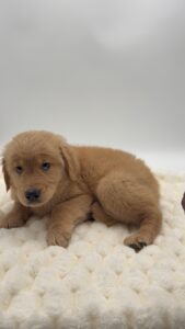 [#2599-05]  - F Golden Retriever Puppies For Sale