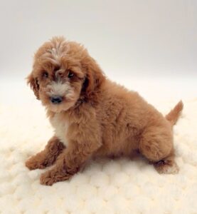 [#25236-09]  - Red / White F Goldendoodle Mini F1b Puppies For Sale