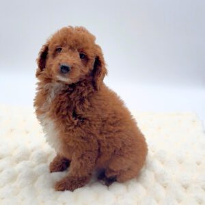 [#25237-05]  - Red / White M Goldendoodle Mini Puppies For Sale