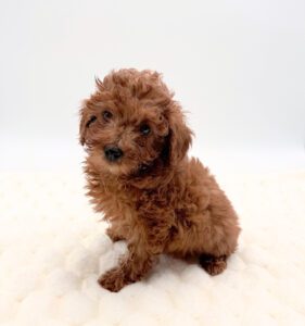 [#2561-03]  - F Poodle Puppies For Sale