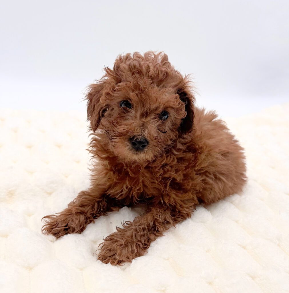 [#25874-01]  - Apricot M Poodle Mini Puppies For Sale