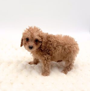 [#2561-02]  - F Poodle Puppies For Sale