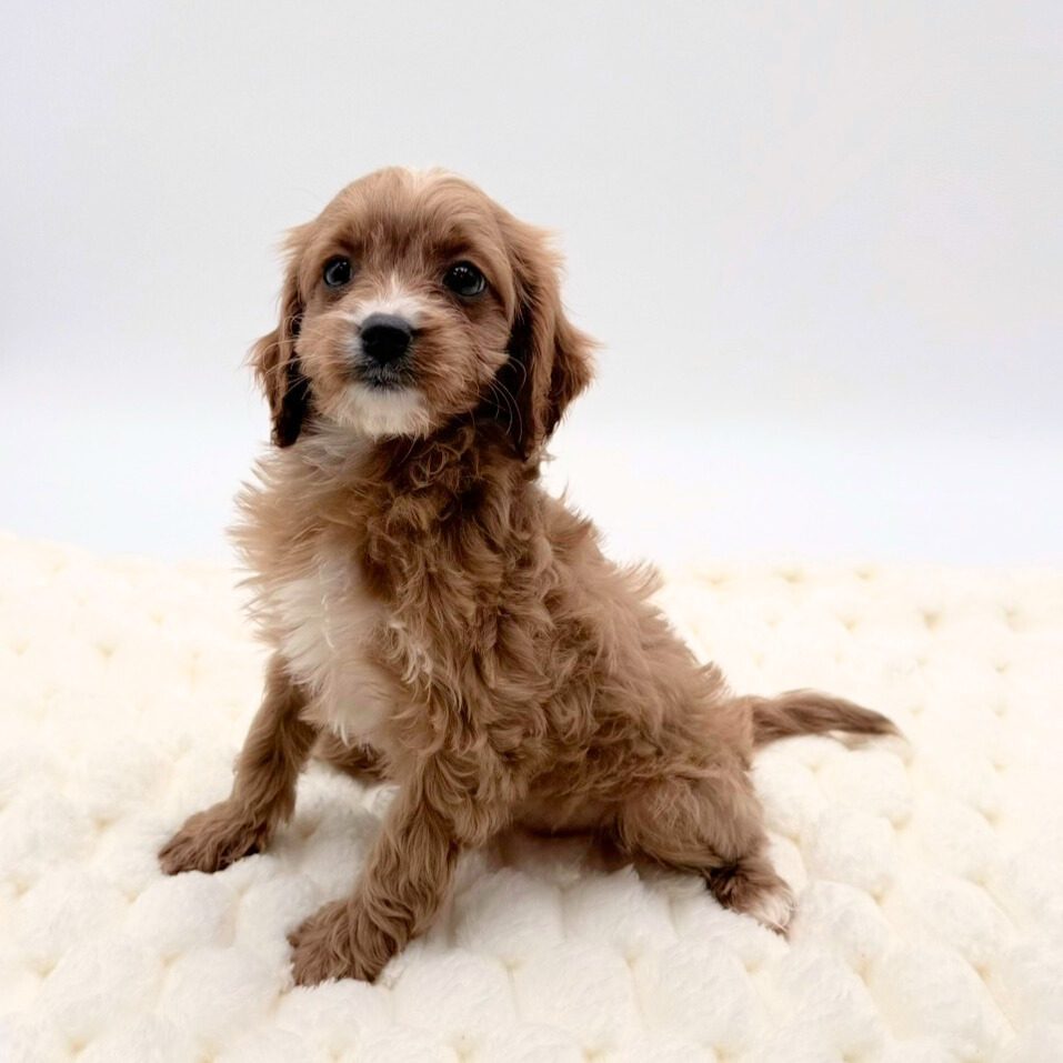 [#2572-01]  - Ruby M Cavapoo Puppies For Sale