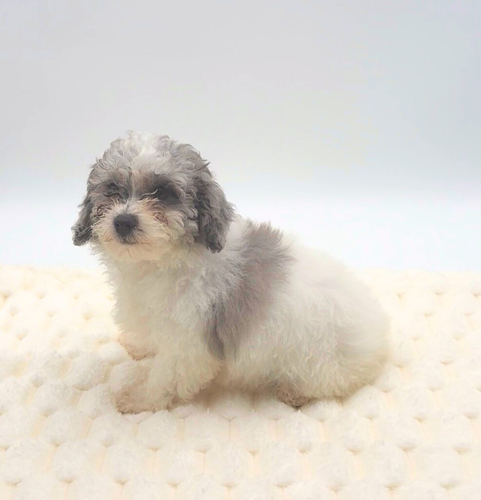 [#25906-03]  - Blue Merle / White M Bichapoo Puppies For Sale