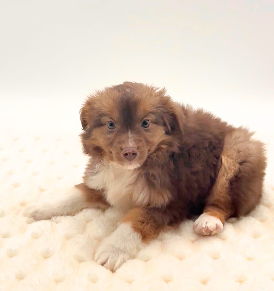 [#25129-03]  - Chocolate Merle M Miniature Australian Shepherd Puppies For Sale
