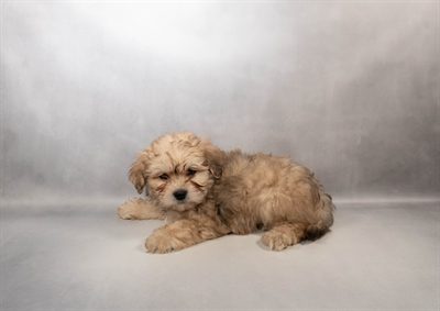 [#M14517]  - Gold M Shih -Poo Puppies For Sale