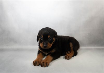 [#M14722]  - Black and Mahogany M Rottweiler Puppies For Sale