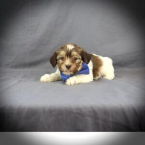 [#2558-02]  - Chocolate / White M Havanese Puppies For Sale