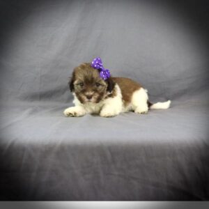 [#2558-05]  - Tan / White F Havanese Puppies For Sale