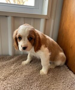 [#25875-02]  - Blenheim M Beagalier Puppies For Sale
