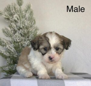 [#2662-01]  - Sable / White M Teddy Bear Puppies For Sale