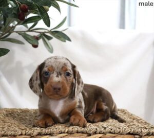 [#2677-01]  - Chocolate / Tan M Dachshund Puppies For Sale